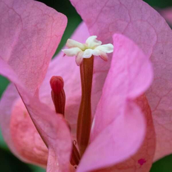 macro image of pink bougainvillea bracts and flower